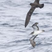 Streaked shearwater. Adult in flight ventral (with flesh-footed shearwater). East of Poor Knights Islands, November 2023. Image &copy; Oscar Thomas by Oscar Thomas