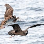 Streaked shearwater. Adult in flight with a flesh-footed shearwater. The Petrel Station pelagic offshore from Tutukaka, November 2023. Image &copy; Scott Brooks, www.thepetrelstation.nz by Scott Brooks