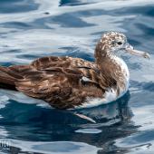 Streaked shearwater. Adult resting on ocean. First New Zealand live record. The Petrel Station pelagic offshore from Tutukaka, November 2023. Image &copy; Scott Brooks, www.thepetrelstation.nz by Scott Brooks