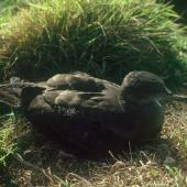 Wedge-tailed shearwater. Fledgling. Macauley Island, Kermadec Islands, May 1982. Image &copy; Colin Miskelly by Colin Miskelly
