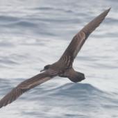 Wedge-tailed shearwater. Rear view of adult in flight. At sea off Whangaroa, Northland, January 2012. Image &copy; Detlef Davies by Detlef Davies
