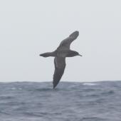 Wedge-tailed shearwater. Flight view of adult in profile. At sea off Whangaroa, Northland, January 2012. Image &copy; Detlef Davies by Detlef Davies