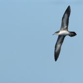 Wedge-tailed shearwater. Flight view of adult pale morph 'chlororhynchus' subspecies. Hawai`i - Island of Kaua`i. Image &copy; Jim Denny by Jim Denny http://www.kauaibirds.comhttp://www.flickr.com/photos/hawaiibirds/
