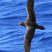 Wedge-tailed shearwater. Adult in flight. Kermadec Islands, March 2021. Image &copy; Scott Brooks, www.thepetrelstation.nz by Scott Brooks