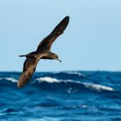 Wedge-tailed shearwater. Dorsal view of bird in flight. Three Kings pelagic, March 2019. Image &copy; Les Feasey  by Les Feasey