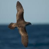 Wedge-tailed shearwater. Dorsal view of adult in flight. Off Norfolk Island, April 2012. Image &copy; Philip Griffin by Philip Griffin