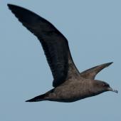 Wedge-tailed shearwater. Side view of adult in flight showing underwing. Off Norfolk Island, April 2012. Image &copy; Philip Griffin by Philip Griffin