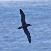 Wedge-tailed shearwater. Ventral view of adult in flight. Norfolk Island, March 2011. Image &copy; Duncan Watson by Duncan Watson
