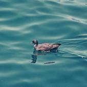 Wedge-tailed shearwater. Adult swimming. Off Raoul Island, Kermadec Islands. Image &copy; Department of Conservation (image ref: 10036102) by Chris Smuts-Kennedy Courtesy of Department of Conservation