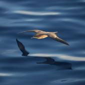 Wedge-tailed shearwater. Adult in flight. Kermadec Islands. Image &copy; Gareth Rapley by Gareth Rapley