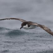 Buller's shearwater | Rako. Adult in flight. Kaikoura pelagic, April 2023. Image &copy; Glenn Pure by Glenn Pure