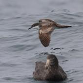 Buller's shearwater | Rako. Adult in flight, with northern giant petrel in foreground. Kaikoura pelagic, April 2023. Image &copy; Glenn Pure by Glenn Pure