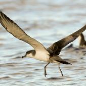 Buller's shearwater. Adult taking off from water. Poor Knights Islands, March 2014. Image &copy; Malcolm Pullman by Malcolm Pullman aqualine@igrin.co.nz