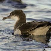 Buller's shearwater. Adult on water. Poor Knights, March 2014. Image &copy; Malcolm Pullman  by Malcolm Pullman  aqualine@igrin.co.nz