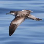 Buller's shearwater. Adult in flight. Hauraki Gulf, January 2014. Image &copy; Alexander Viduetsky by Alexander Viduetsky