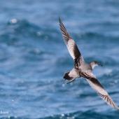Buller's shearwater. Rear dorsal view of adult in flight. At sea off Whangaroa Harbour, Northland, November 2011. Image &copy; Jenny Atkins by Jenny Atkins www.jennifer-m-pics.ifp3.com