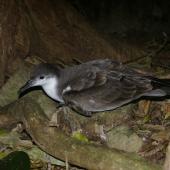 Buller's shearwater. Adult at breeding colony. Aorangi Island, Poor Knights Islands, February 2013. Image &copy; Colin Miskelly by Colin Miskelly