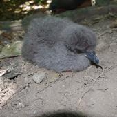 Buller's shearwater. Chick. Aorangi Island, Poor Knights Islands, February 2013. Image &copy; Colin Miskelly by Colin Miskelly