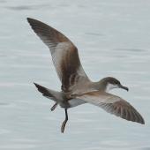 Buller's shearwater. Adult in flight with legs lowered. At sea east of Stephensons Island, Northland, December 2012. Image &copy; Phil Palmer by Phil Palmer