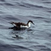 Buller's shearwater | Rako. Adult at sea. Hauraki Gulf, October 2004. Image &copy; Colin Miskelly by Colin Miskelly