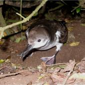 Buller's shearwater. Adult showing webbing. Rangatira Island, Chatham Islands, February 2007. Image &copy; Colin Miskelly by Colin Miskelly