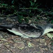 Buller's shearwater. Adult at breeding colony. Aorangi Island, Poor Knights Islands, March 1985. Image &copy; Department of Conservation (image ref: 10033296) by Rod Morris Courtesy of Department of Conservation
