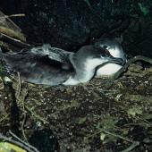 Buller's shearwater. Adult pair on nest. Poor Knights Islands, November 1973. Image &copy; Department of Conservation (image ref: 10035313) by Dick Veitch Courtesy of Department of Conservation