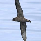 Flesh-footed shearwater | Toanui. In flight. Cook Strait, April 2016. Image &copy; Phil Battley by Phil Battley