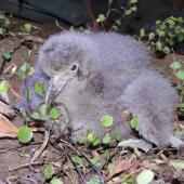 Flesh-footed shearwater | Toanui. Chick. Kauwahaia Island, Bethells Beach, February 2013. Image &copy; Colin Miskelly by Colin Miskelly