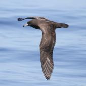 Flesh-footed shearwater | Toanui. Adult in flight . Hauraki Gulf, January 2014. Image &copy; Alexander Viduetsky by Alexander Viduetsky I took this photo from a boat on a whale-watching tour from Auckland.&nbsp;
