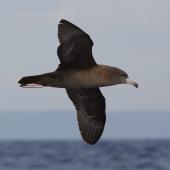 Flesh-footed shearwater. Side view of adult in flight. At sea off Wollongong, New South Wales, Australia, February 2009. Image &copy; Brook Whylie by Brook Whylie http://www.sossa-international.org