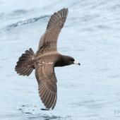 Flesh-footed shearwater | Toanui. Adult in flight, dorsal. The Petrel Station pelagic offshore from Tutukaka, November 2023. Image &copy; Scott Brooks, www.thepetrelstation.nz by Scott Brooks
