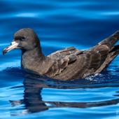 Flesh-footed shearwater | Toanui. Adult on sea surface. The Petrel Station pelagic offshore from Tutukaka, February 2024. Image &copy; Scott Brooks, www.thepetrelstation.nz by Scott Brooks