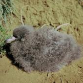 Flesh-footed shearwater. Chick. Kauwahaia Island, Bethells Beach, April 1994. Image &copy; Alan Tennyson by Alan Tennyson