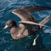 Flesh-footed shearwater | Toanui. Adult on water with raised wings. Near the Aldermen Islands, November 1994. Image &copy; Alan Tennyson by Alan Tennyson