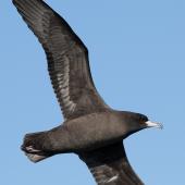 Flesh-footed shearwater | Toanui. Adult in flight showing underwing. Off Whitianga, March 2012. Image &copy; Philip Griffin by Philip Griffin