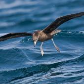 Flesh-footed shearwater. Adult about to land on water. Hauraki Gulf, April 2009. Image &copy; Martin Sanders by Martin Sanders &nbsp;http://martinsanders.smugmug.com/&nbsp;