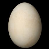 Flesh-footed shearwater. Egg 61.6 x 45.5 mm (NMNZ OR.027713, collected by Graeme Taylor). Kauwahaia Island, Bethells Beach, December 2004. Image &copy; Te Papa by Jean-Claude Stahl