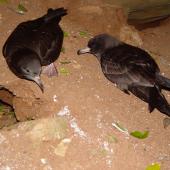 Flesh-footed shearwater. Pair by burrow. Middle Island, November 2003. Image &copy; Graeme Taylor by Graeme Taylor