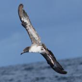 Pink-footed shearwater. Adult in flight. East of the Poor Knights Islands, July 2021. Image &copy; Tim Barnard by Tim Barnard