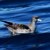 Pink-footed shearwater. Adult. Kaikoura pelagic, February 2018. Image &copy; Matt Anderson by Matt Anderson