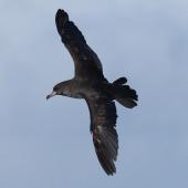 Pink-footed shearwater. Adult in flight. East of the Poor Knights Islands., July 2021. Image &copy; Tim Barnard by Tim Barnard