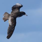 Pink-footed shearwater. Adult in flight. East of the Poor Knights Islands., July 2021. Image &copy; Tim Barnard by Tim Barnard