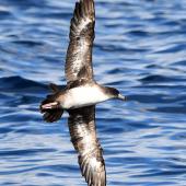 Pink-footed shearwater. Adult in flight. Tutukaka Pelagic out past Poor Knights Islands, July 2021. Image &copy; Scott Brooks, www.thepetrelstation.nz by Scott Brooks