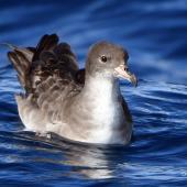 Pink-footed shearwater. Adult sitting on water. Tutukaka Pelagic out past Poor Knights Islands, July 2021. Image &copy; Scott Brooks, www.thepetrelstation.nz by Scott Brooks