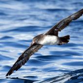 Pink-footed shearwater. Adult in flight. Tutukaka Pelagic out past Poor Knights Islands, July 2021. Image &copy; Scott Brooks (ourspot) by Scott Brooks