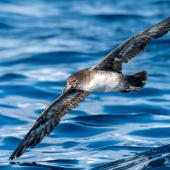Pink-footed shearwater. In flight. The Petrel Station pelagic offshore from Tutukaka, July 2021. Image &copy; Scott Brooks, www.thepetrelstation.nz by Scott Brooks