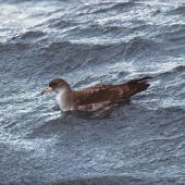Pink-footed shearwater. Adult on water. Off Kaikoura, December 2001. Image &copy; Alan Tennyson by Alan Tennyson