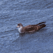 Pink-footed shearwater. Adult on water. Off Kaikoura, December 2001. Image &copy; Alan Tennyson by Alan Tennyson