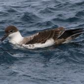 Great shearwater. Adult on water. Off Cape of Good Hope, South Africa, October 2015. Image &copy; Geoff de Lisle by Geoff de Lisle